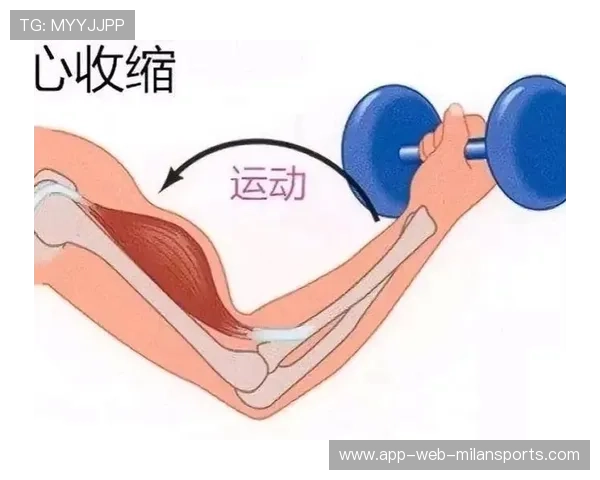肌肉纤维类型在不同运动项目中的选材依据